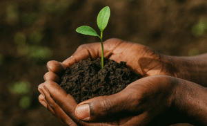 Deux mains noires tenant de la terre fertile avec une jeune pousse verte, sur fond de champ cultivé flou.