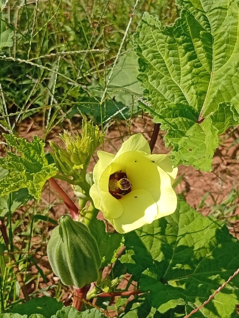 Fleur jaune de gombo avec son fruit en formation dans un champ agricole en Afrique.