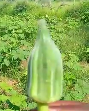 Fruit de gombo vert tenu en gros plan avec un champ en arrière-plan.