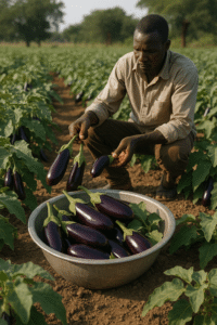 Un agriculteur africain en train de récolter des aubergines dans un champ bien entretenu