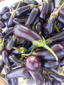 Aubergines fraîches récoltées, de couleur violette brillante, disposées sur un tissu blanc.