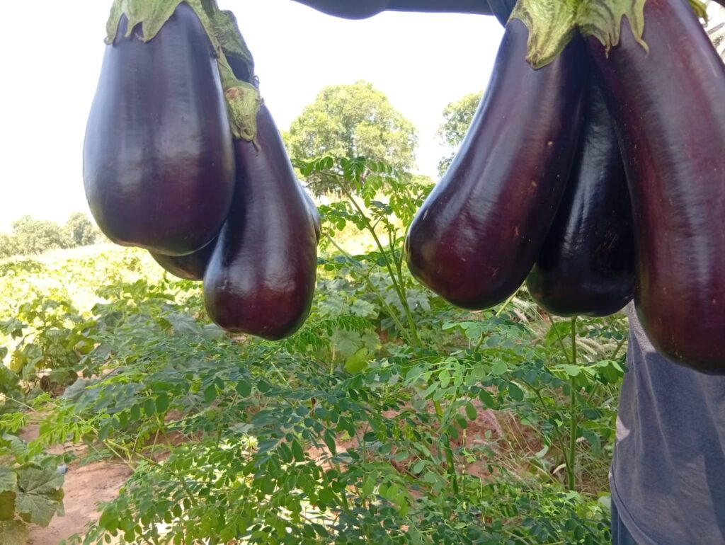 Main tenant plusieurs aubergines fraîches récoltées, avec un champ et des légumes en arrière-plan.