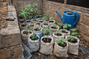 Jeunes plants de papayer cultivés en pépinière maison dans des sacs tissés recyclés, méthode utilisée en Afrique