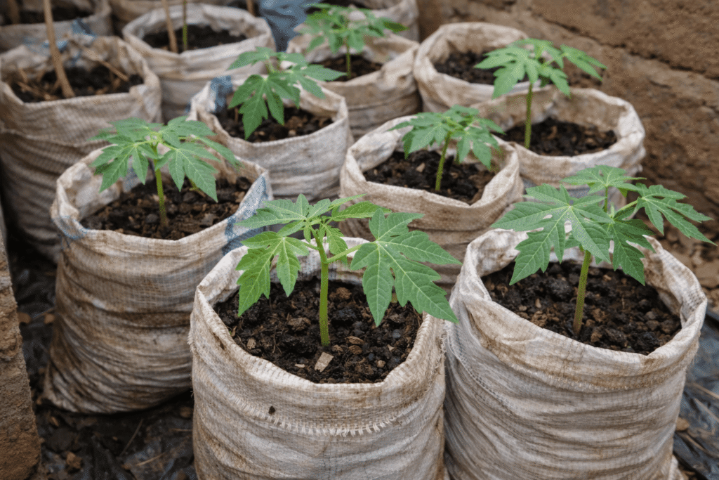 Pépinière de papayer réalisée à la maison avec des sacs tissés recyclés, avant la mise en champ en Afrique
