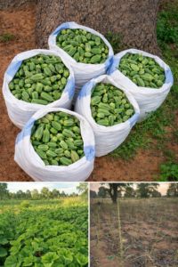 De la récolte abondante à un champ affaibli, voici la réalité de la culture du gombo en Afrique.