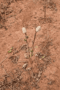 Photographie d’un plant de gombo affaibli dans un sol sec en Afrique, avec quelques gousses encore visibles sur les tiges, illustrant une culture en difficulté mais récupérable.