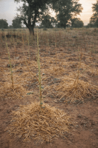 Photographie d’un champ de gombo en Afrique avec du paillage naturel disposé autour des plants afin de conserver l’humidité du sol et favoriser la reprise après une période difficile.