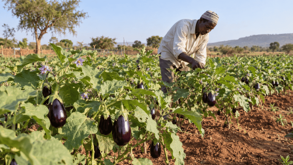 Agriculteur inspectant un plant d’aubergine portant des fruits dans un champ au Mali.