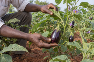 Agriculteur inspectant les feuilles et les fruits d’un plant d’aubergine au Mali.