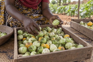 Agricultrice triant des aubergines africaines vertes, blanches et jaunes après la récolte au Mali.